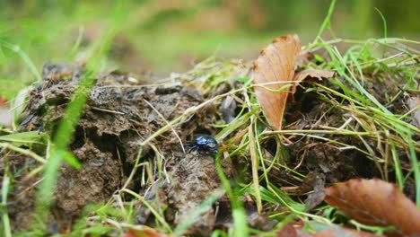 4k macro shot of a beetle walking on a foot path