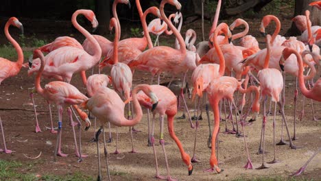 flock of flamingos with flexible necks forage grain from ground