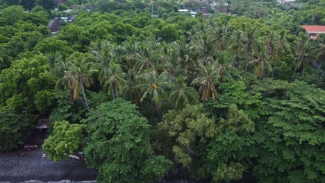 aerial view of rainforest on shoreline