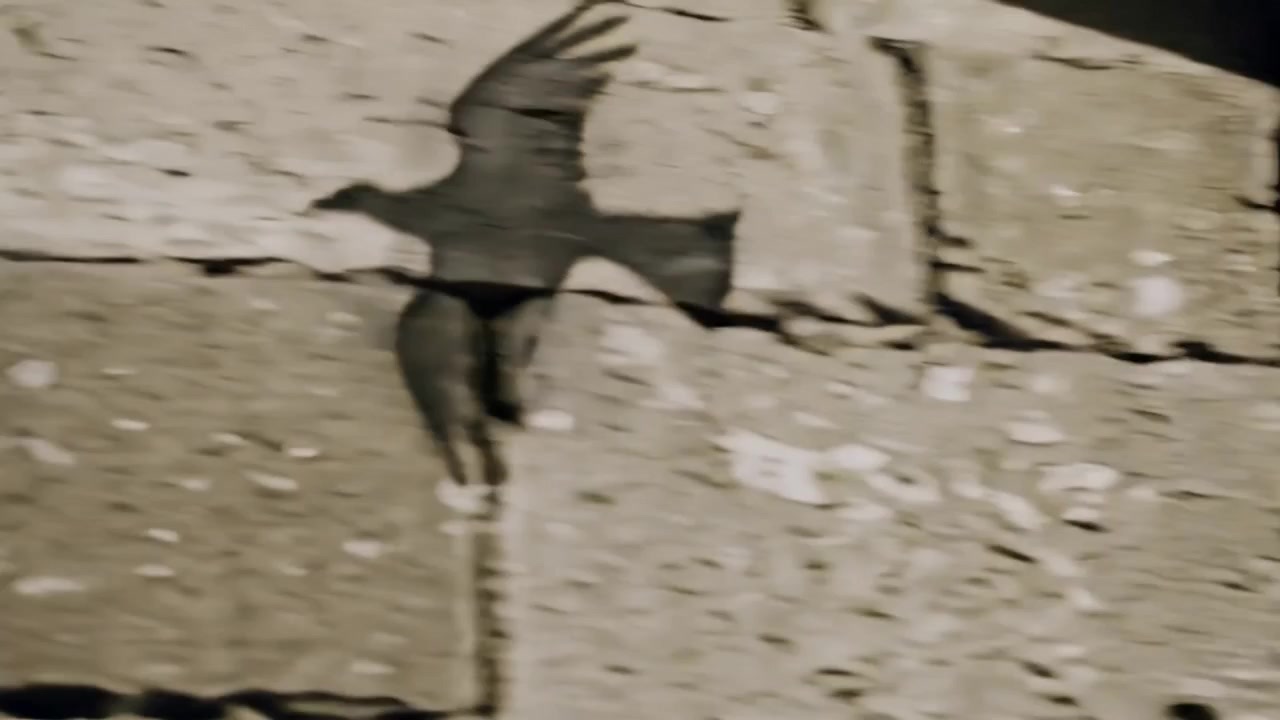 Uccello in volo che proietta una sagoma scura, scivolando su un muro di pietra, mostrando ombra curva e malta