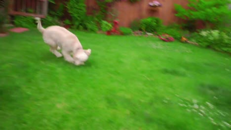 perro gracioso corriendo hierba. caniche blanco huyendo. animal feliz saltando en la hierba