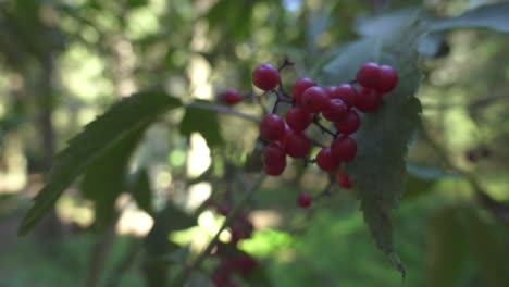 Red-ripe-berries-on-branches-viburnum-tree-in-wild-nature-on-summer-forest