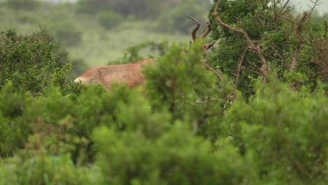 Pan:-Focus-on-Red-Hartebeest-creates-depth-in-wet-African-shrub-bush