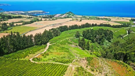 Plantación-De-Té-Cha-Gorreana-Con-Exuberantes-Campos-Verdes-Y-Vistas-Panorámicas-Al-Mar-Bajo-Un-Cielo-Despejado