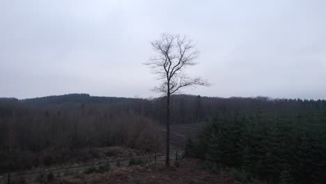 aerial drone view of autumn landscape, foggy pine forest - boom up shot