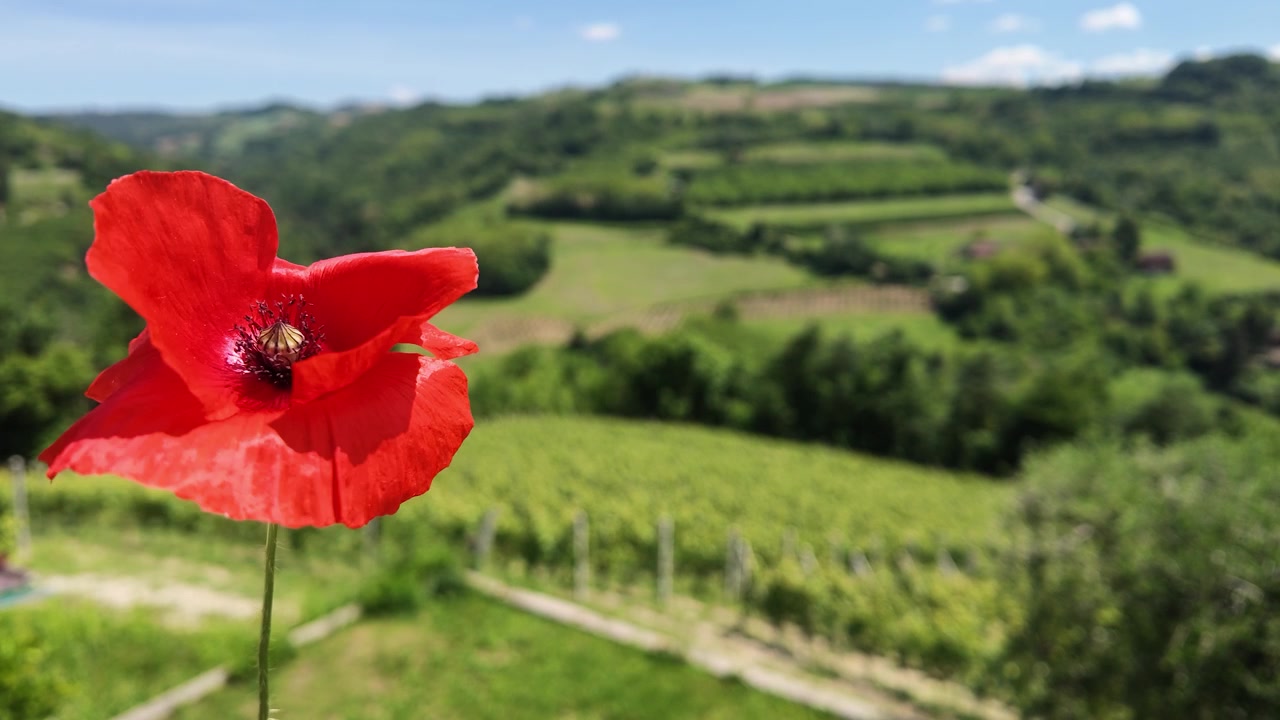 Un vivace fiore di papavero rosso ondeggia nel vento su uno sfondo di vigneto lussureggiante.