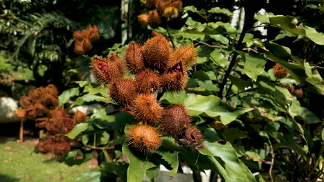 Achiote,-Urucu-O-Anatto,-Biodiversidad-Del-Perú-Y-Sudamérica