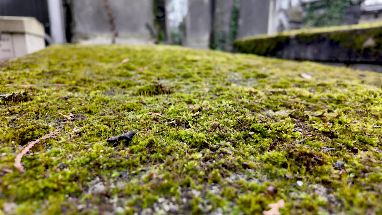 Muschio che copre una vecchia tomba in pietra nel cimitero.
