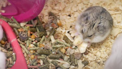 hamster eating