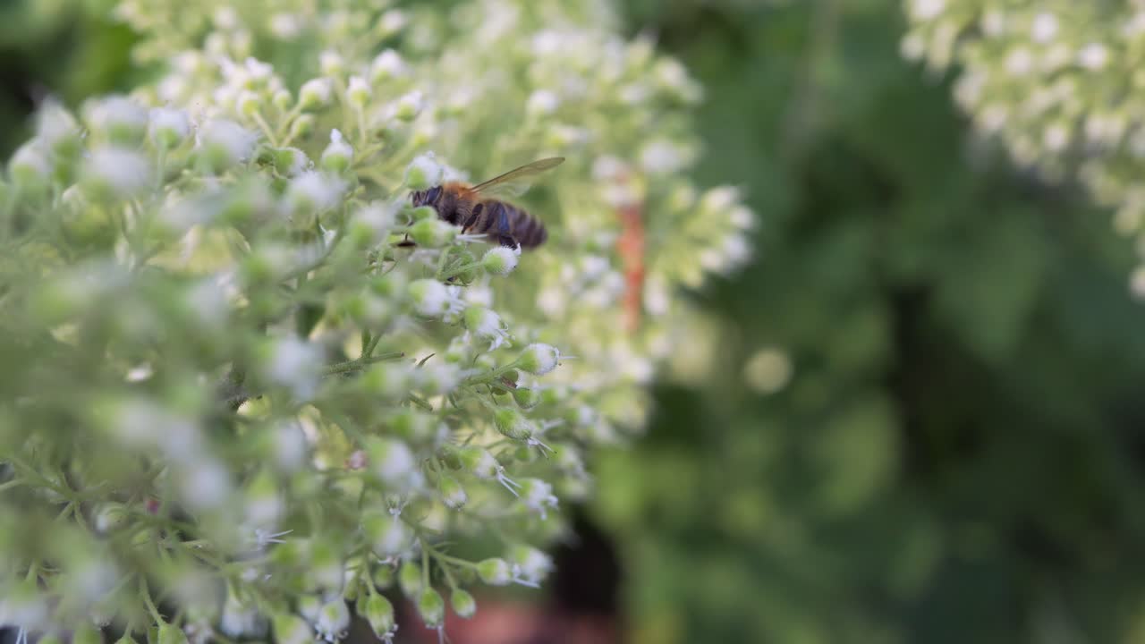 primer plano de abeja de miel volando alrededor de flores de heuchera