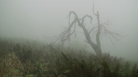 mysterious foggy forest scene