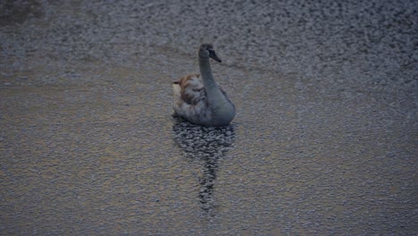 wild-duck-sitting-at-frozen-lake-in-winter,-amazing-nature,-reflection-at-water