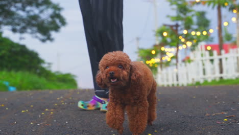 perros caniche juguetones jugando alegremente y uniéndose con su amado amo en el parque