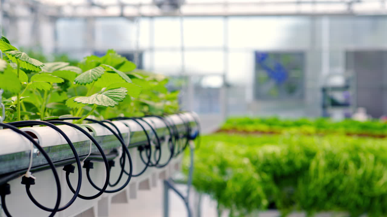 Diverse greenery grown with the Hydroponic method in a greenhouse