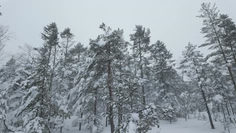 Nevando-Sobre-El-Bosque-Invernal-En-La-Naturaleza-Rural