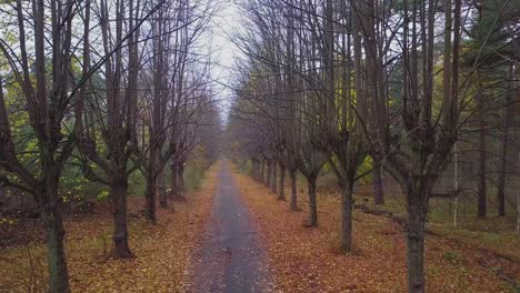 Establecimiento-De-Una-Vista-Del-Callejón-Del-árbol-De-Tilo-De-Otoño,-árboles-Sin-Hojas,-Camino-Vacío,-Hojas-Amarillas-De-Un-árbol-De-Tilo-En-El-Suelo,-Escena-Idílica-De-La-Naturaleza-De-La-Caída-De-Hojas,-Tiro-De-Dron-Descendente-Moviéndose-Hacia-Atrás