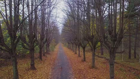 establishing view of the autumn linden tree alley, leafless trees, empty pathway, yellow leaves of a linden tree on the ground, idyllic nature scene of leaf fall, descending drone shot moving backward