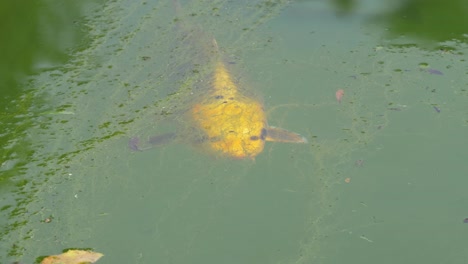 Blick-Von-Oben-Auf-Den-Gelben-Fisch,-Der-Im-Algenteich-Stillsteht