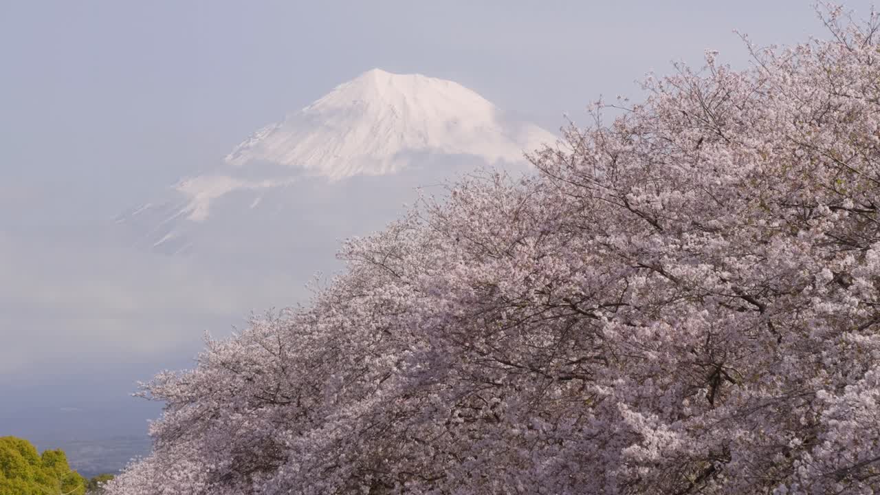 Stunning view over Mt. Fuji with cherry blossoms
