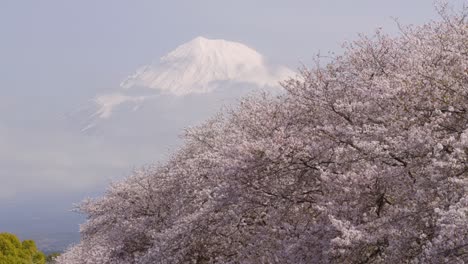 stunning view over mt. fuji with cherry blossoms