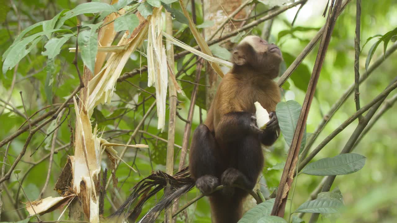 un mono capuchino se sienta en un árbol y saca un trozo de caña de azúcar y se lo come