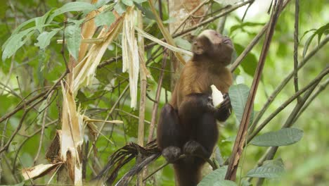 a capuchin monkey sits in a tree and pulls a piece of sugar cane off and eats it