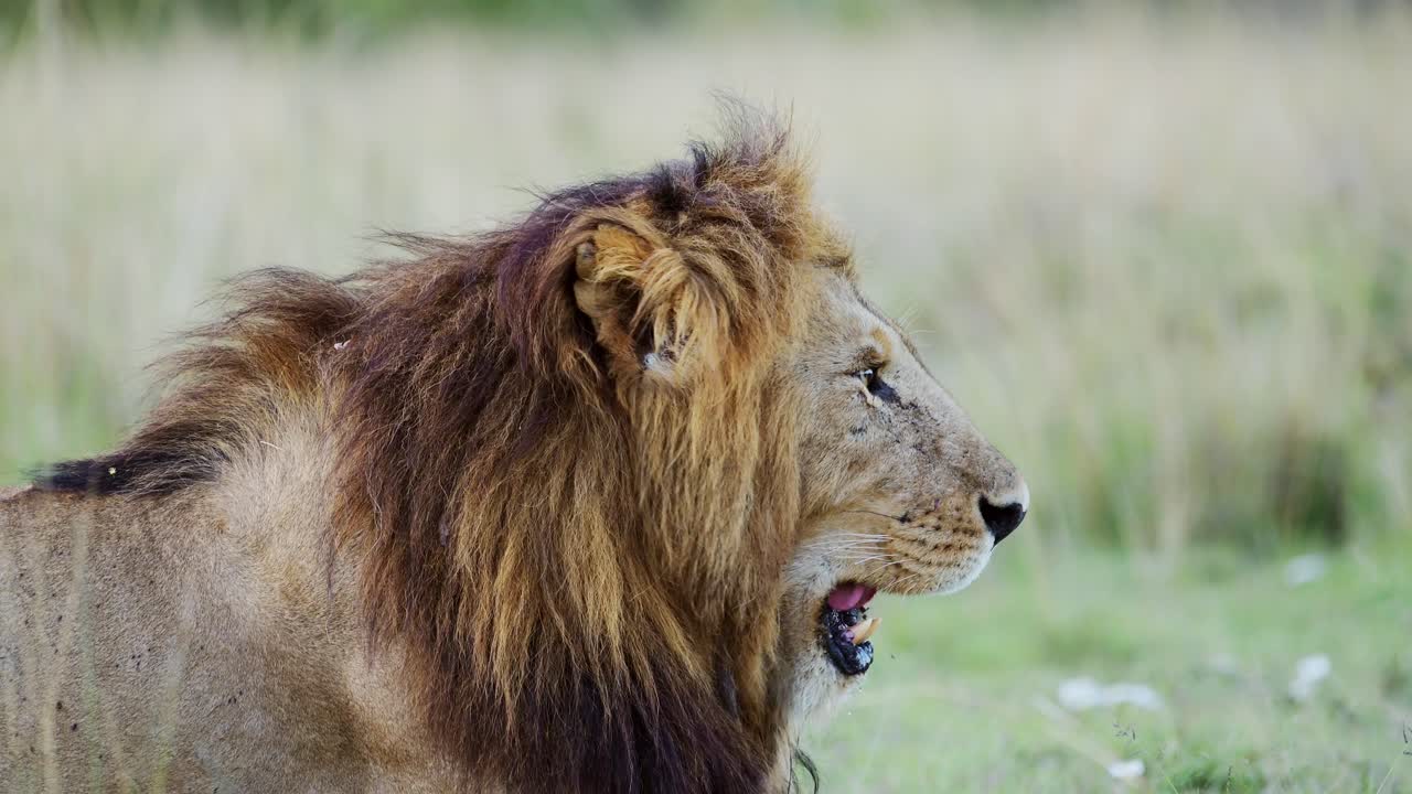 retrato en cámara lenta de un león macho en primer plano en la reserva nacional de masai mara, vida silvestre africana en kenia, áfrica, hermoso animal de safari en el parque nacional de masai mara, cinco grandes animales acostados en el suelo