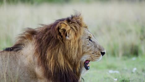 slow motion of male lion close up portrait in maasai mara national reserve, african wildlife in kenya, africa, beautiful safari animal in masai mara national park, big five animal lying on ground