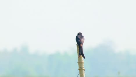 a drongo black bird perches on a bamboo stick, looking around with its distinctive forked tail and shiny blue-black feathers