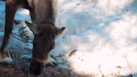 a reindeer that eats moss and twigs from the ground