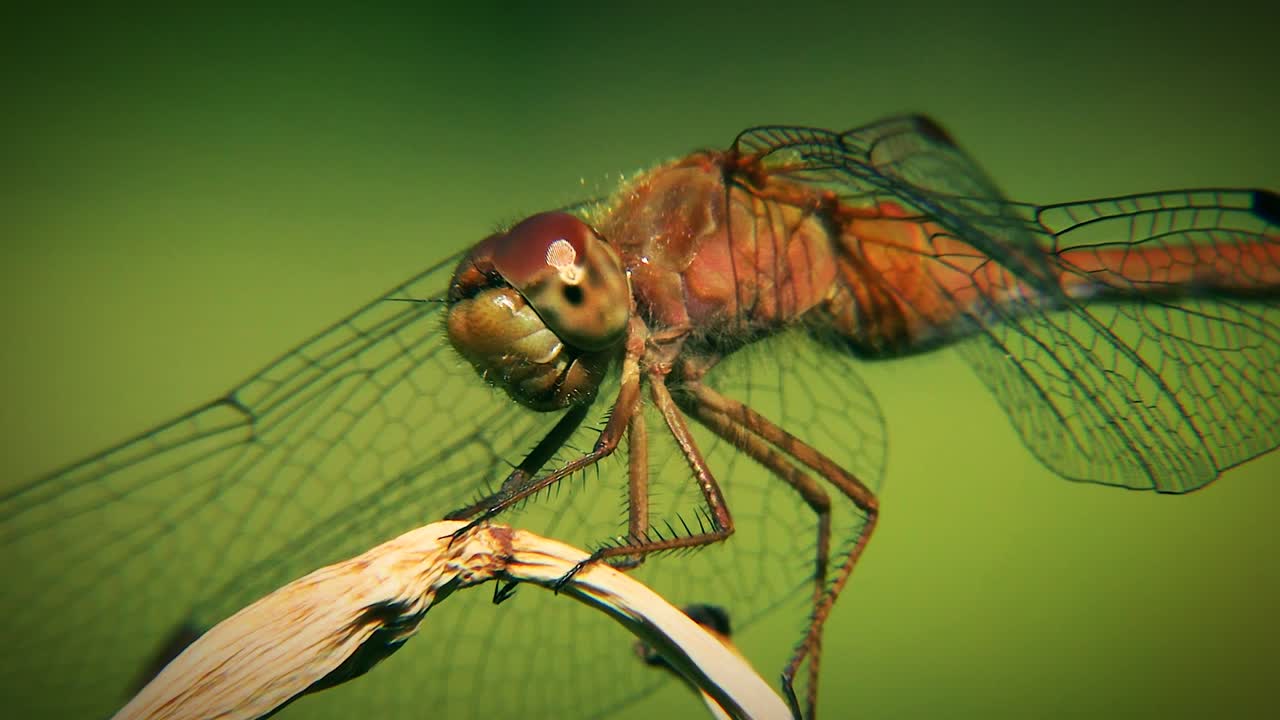 곤충 의 클로즈업