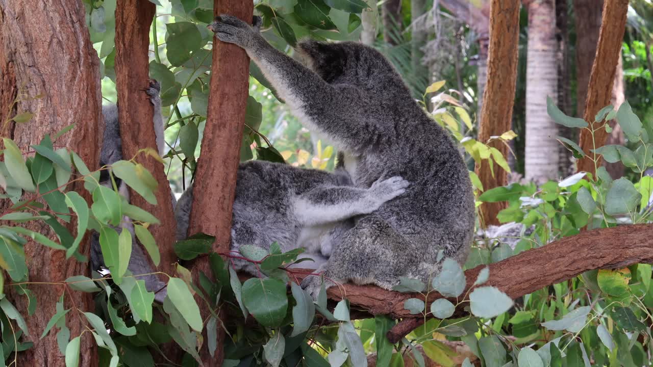 el koala se mueve y se asienta en una rama del árbol