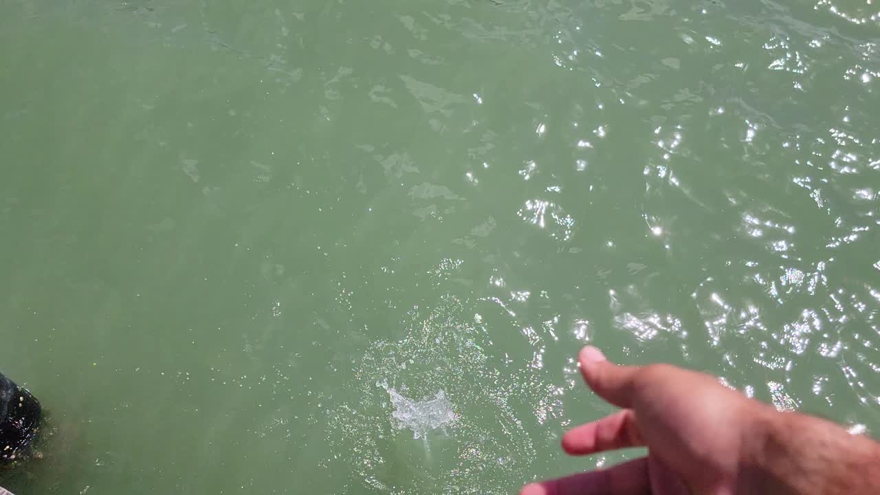 다채로운 핀피쉬를 바다로 던지는 어부의 손으로 물고기를 물에 풀어줍니다.