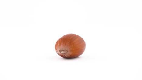 one unshelled raw hazelnut. rotating on the turntable isolated on the white background. close up. macro.