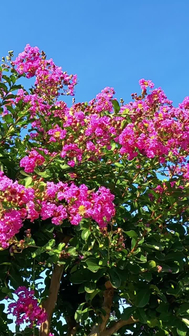 핑크색 꽃이 은 파란 하늘 아래 꽃을 피운다