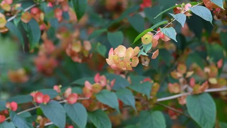 Enfoque-Selectivo-De-Hermoso-Arbusto-Trepador,-Nativo-Del-Himalaya-Subtropical,-Las-Flores-Se-Asemejan-A-Sombreros-Cónicos-Asiáticos,-Planta-De-Sombrero-Chino,-Holmskioldia-Sanguinea-Balanceándose-En-El-Viento