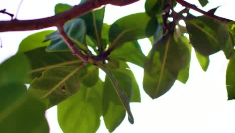 4k-Cerca-De-La-Llamarada-Solar-En-Exuberantes-Hojas-Verdes-De-Un-árbol-En-Un-Bosque-Caribeño