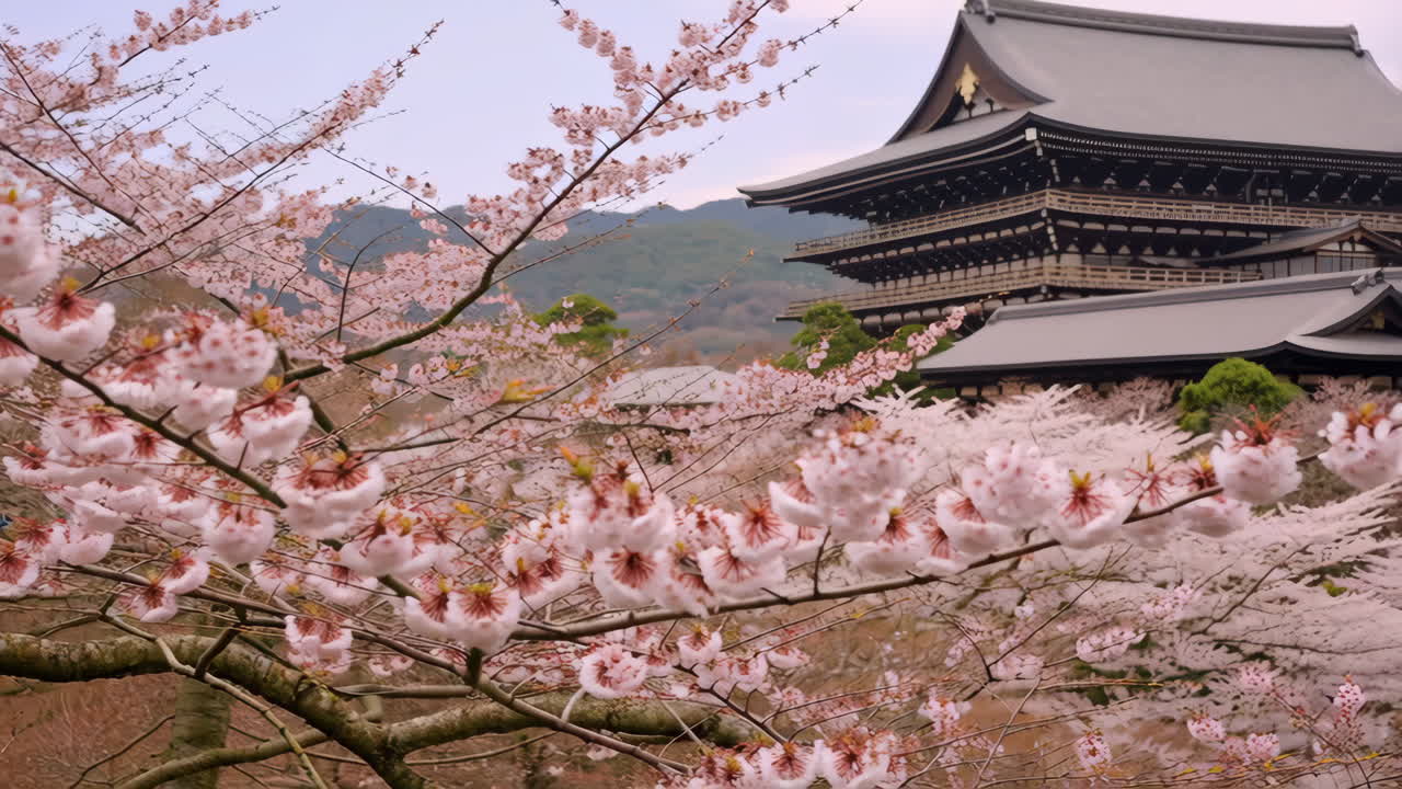 Cherry Blossoms and Traditional Japanese Temple