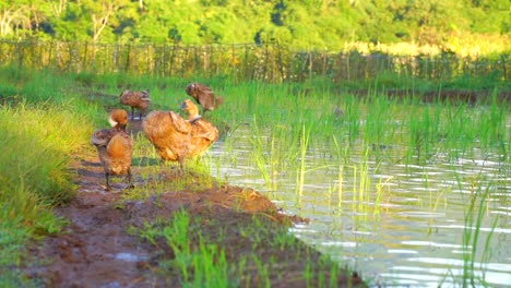 Flock-of-duck-on-the-side-of-pond