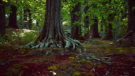 root covered with moss in a dark forest