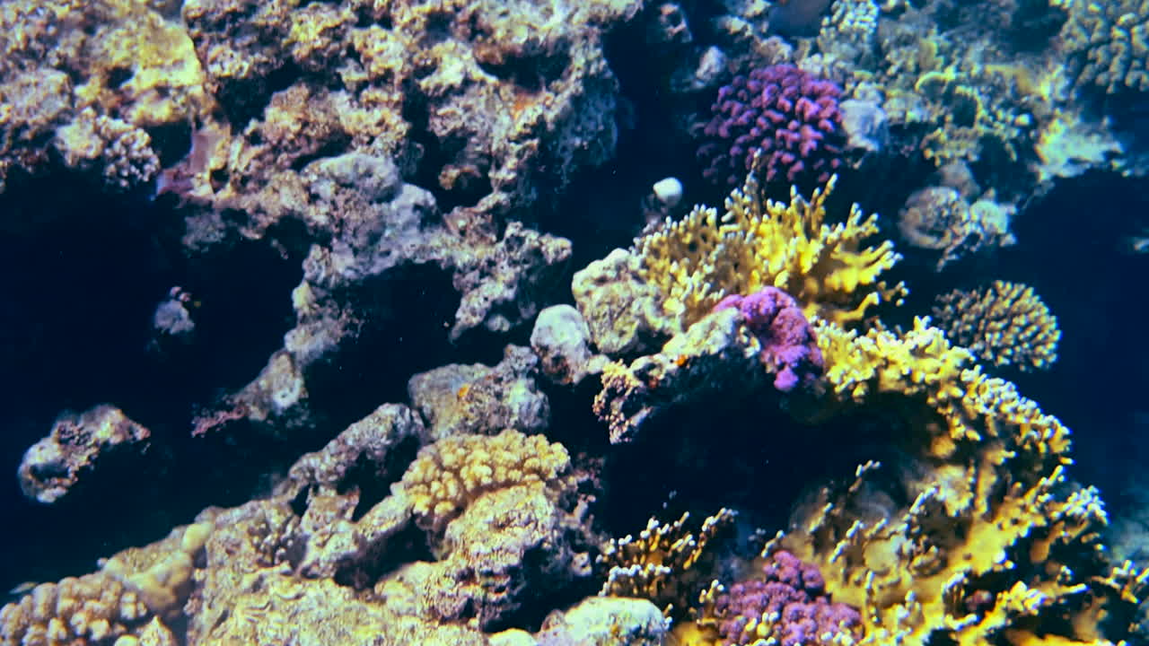 Primo piano di una barriera corallina colorata nel Mar Rosso