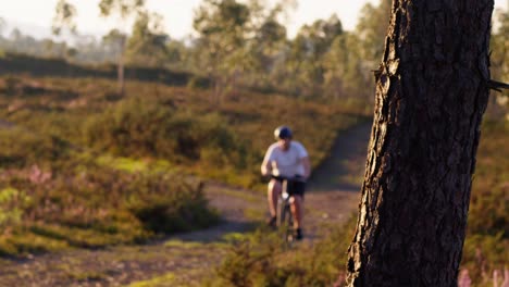 imágenes de 4k centradas en un pino mientras un ciclista, fuera de foco, baja por una pequeña pendiente rodeada de eucaliptos y vegetación seca.