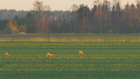 Zwei-Europäische-Rehe-Fressen-Abends-Auf-Einem-Rapsfeld,-Goldene-Stunde,-Mittlere-Teleaufnahme