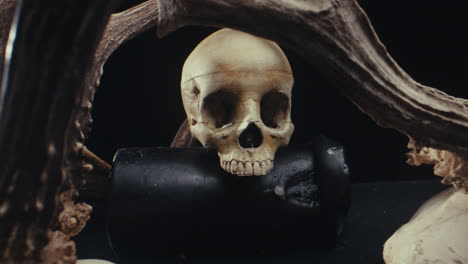 skull and antlers still life