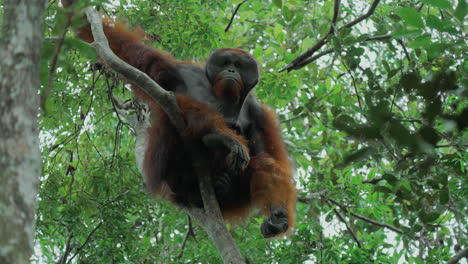 orangutan in a tree