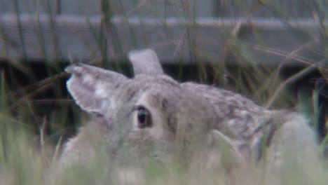 Grey-Bunny-Rabbit-scratches-its-head-in-the-green-grass-in-front-of-a-blue-fence-in-a-yard