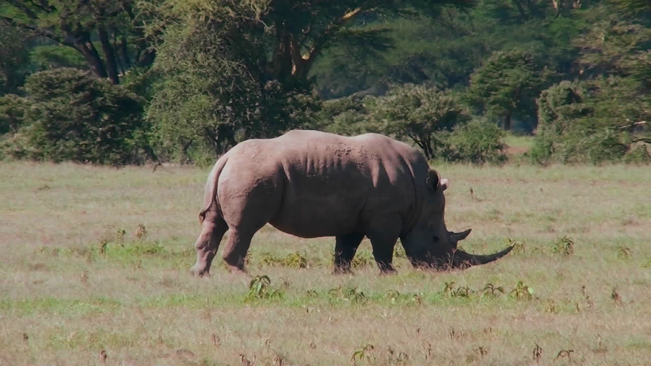 희귀한 코뿔소가 아프리카 평원에서 풀을 뜯고 있다