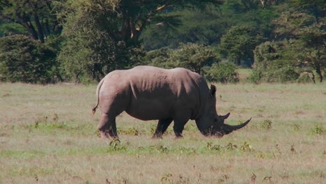 Ein-Seltenes-Nashorn-Weidet-Auf-Den-Ebenen-Afrikas