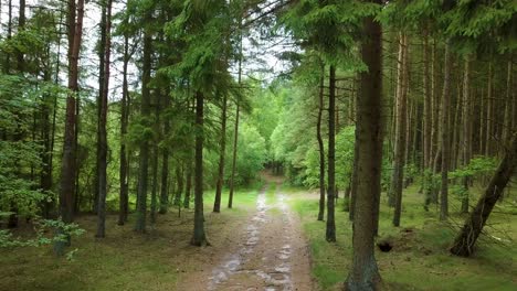 Drone-flying-carefully-through-forrest-passing-trees-towards-a-lighting