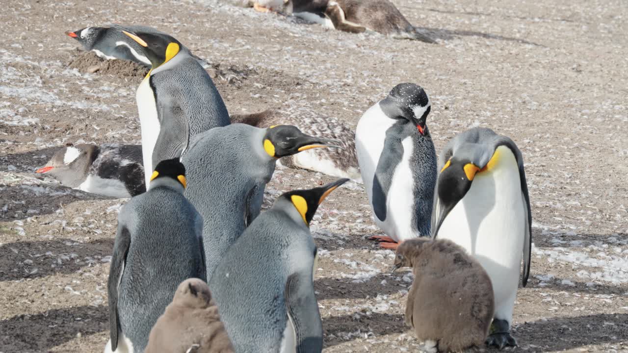 un primer plano de la colonia de pingüinos rey en las islas malvinas